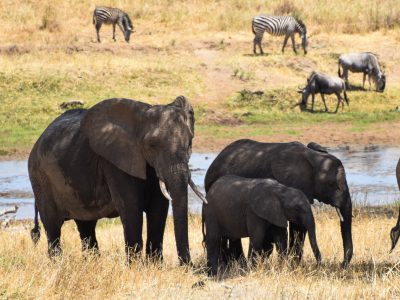 Elefant (Groß) Tansania