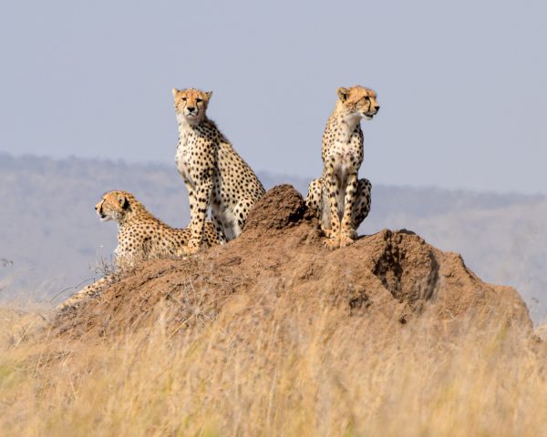 Serengeti (Groß)