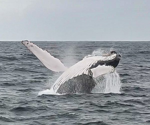 Whale Jump2_1151x960